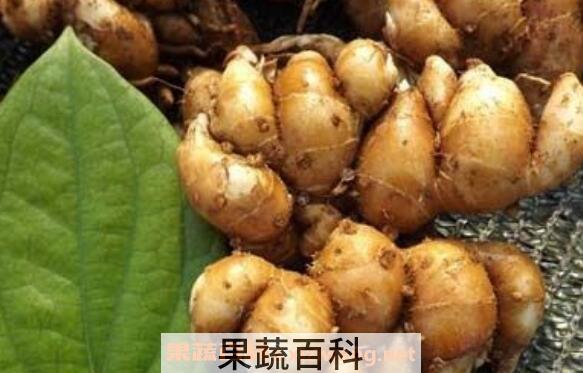 沙姜外敷的功效与作用 沙姜的功效