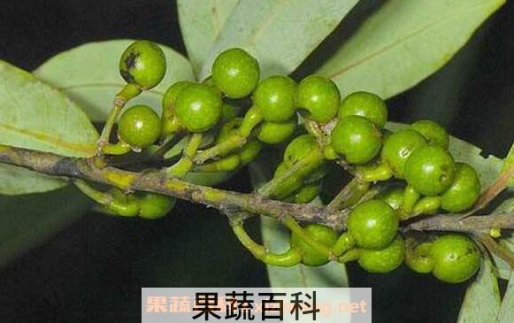 山胡椒怎么腌制好吃
