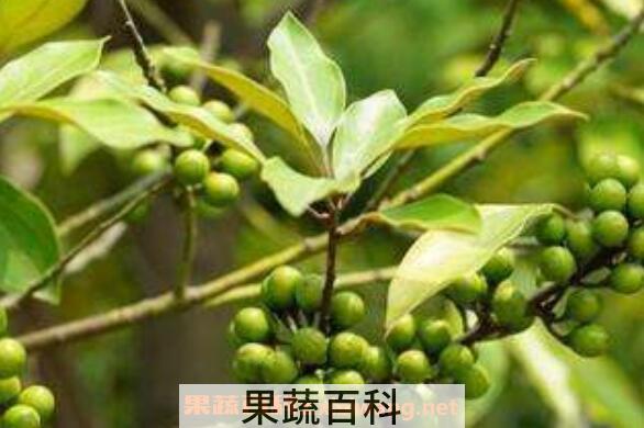 山胡椒怎么腌制好吃