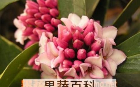 瑞香盆栽怎样养殖 盆栽瑞香的养殖方法和注意事项