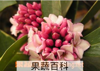 果蔬百科盆栽瑞香的养殖方法