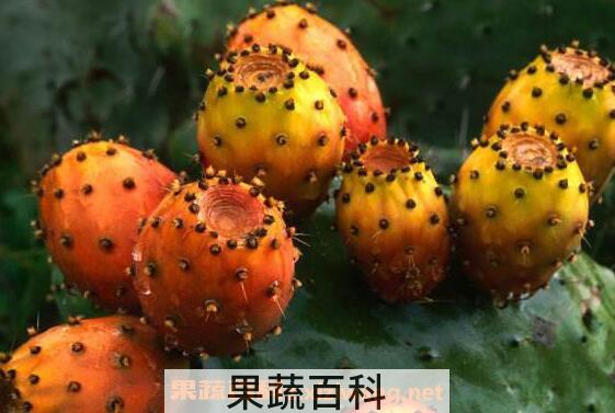 仙人果的功效与作用 仙人果的禁忌