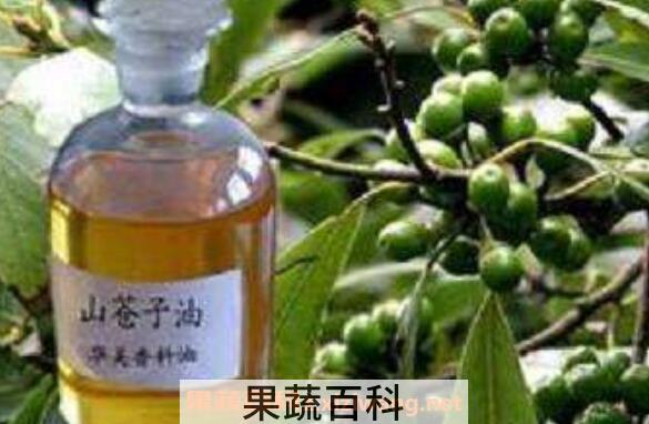 野山胡椒油如何做 野山胡椒油制作过程