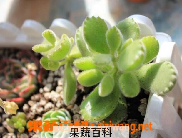 果蔬百科熊童子掉叶子怎么办