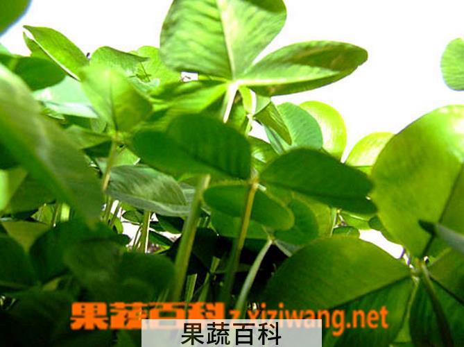 果蔬百科幸福草的养殖方法