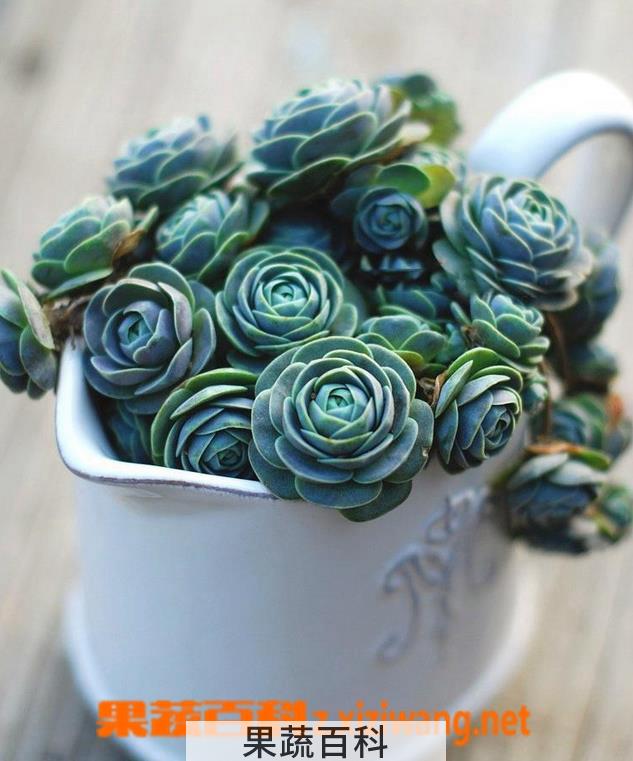 果蔬百科子持莲华的种植要铺石头吗