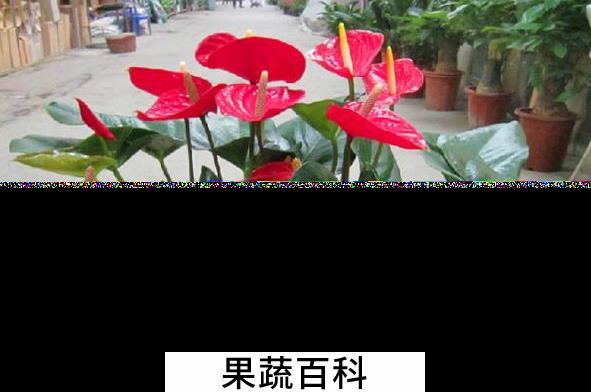 果蔬百科红掌的养殖方法