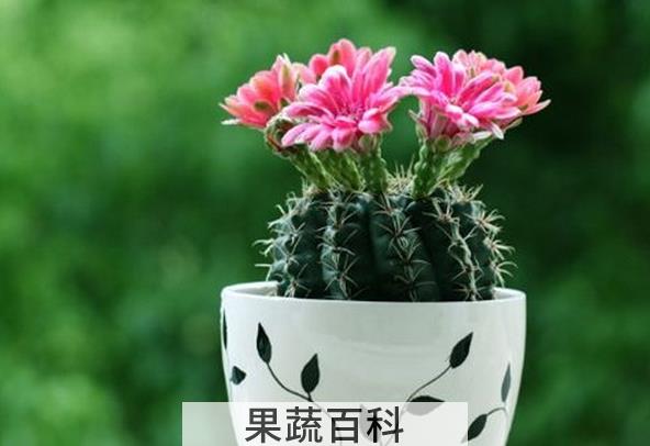 果蔬百科仙人球的养殖方法与注意事项