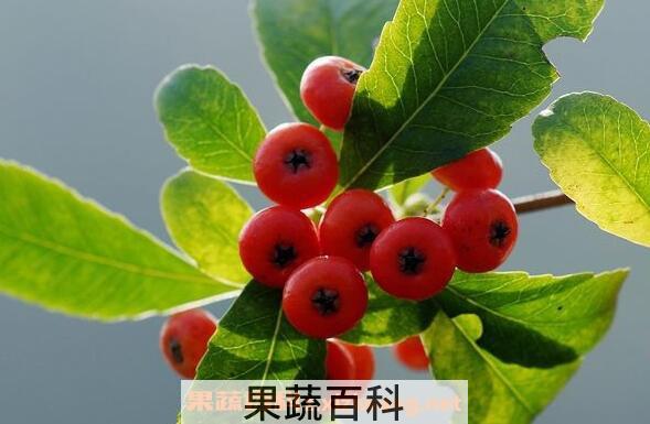 火棘果的功效与作用 火棘果的禁忌