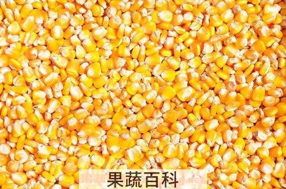 玉米仁