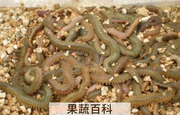 海蛆的功效与作用 海蛆的药用价值