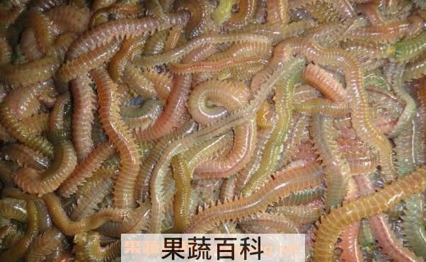 海蛆的功效与作用 海蛆的药用价值