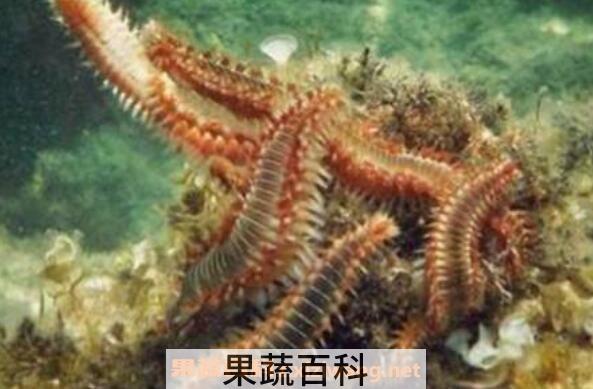 海蜈蚣干做法大全 海蜈蚣干的食用方法