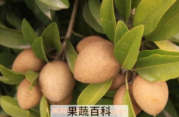 人心果的功效与作用 人心果的禁忌