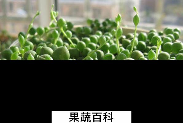 果蔬百科养殖佛珠吊兰要注意什么