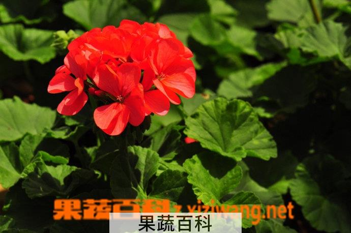 果蔬百科洋绣球(天竺葵)的养护方法
