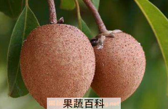人心果如何泡酒 人心果泡酒的功效