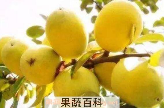 番木瓜与木瓜的区别 吃木瓜的好处