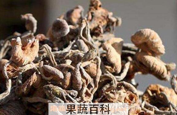 青冈菌的功效与作用 青冈菌的食用方法