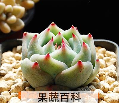 果蔬百科吉娃娃修根后需要另换一盆吗
