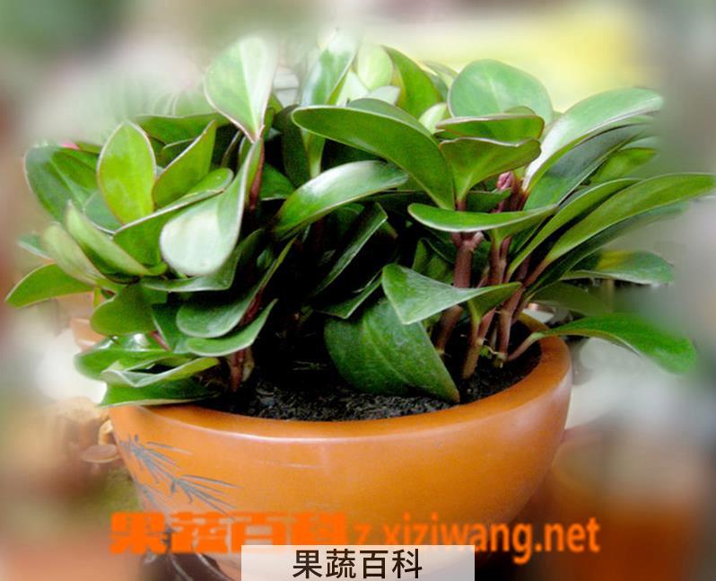 果蔬百科豆瓣绿的养殖方法 豆瓣绿掉叶子的原因