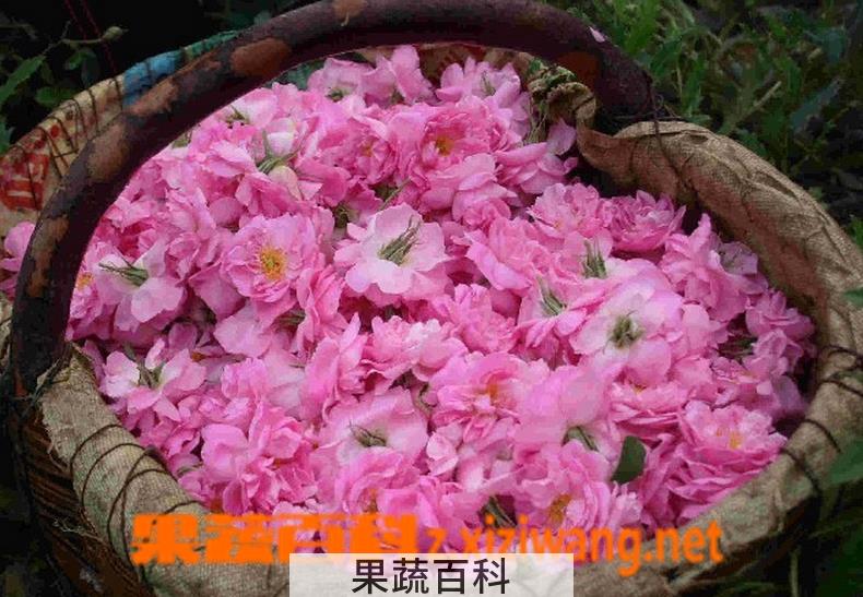 果蔬百科玫瑰纯露的功效与作用
