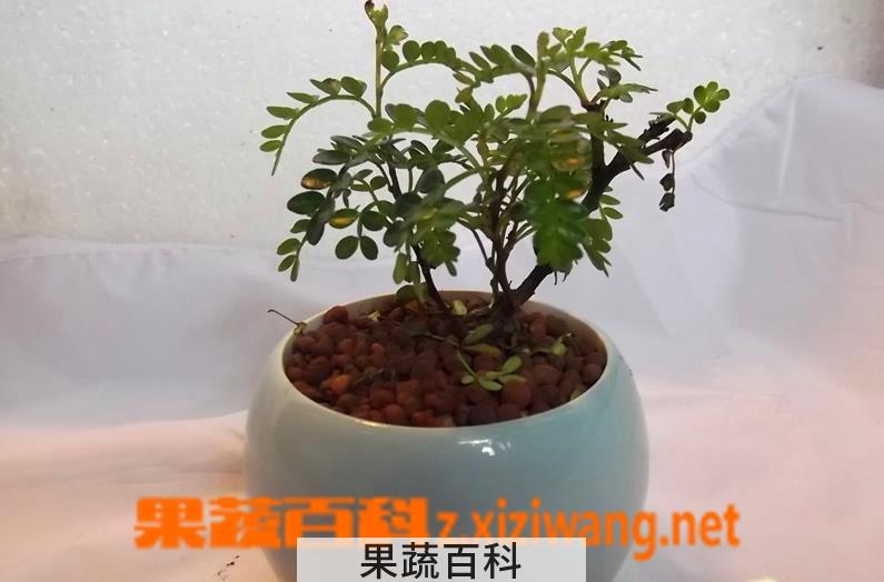果蔬百科清香木掉叶子的解决方法