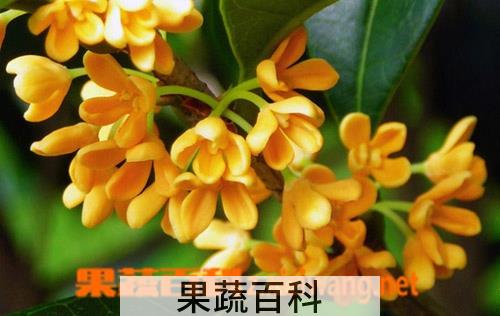果蔬百科四季桂花的养殖方法和注意事项