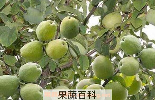 宣木瓜的功效与作用及副作用