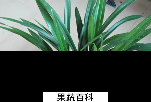 果蔬百科龙舌兰的养殖方法与注意事项