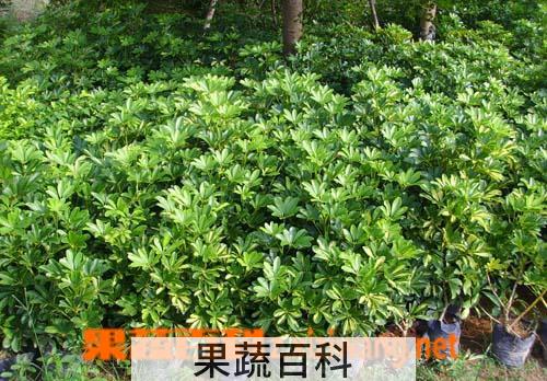 果蔬百科花叶鹅掌柴的水养殖方法