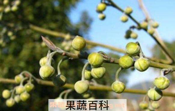 木姜子的功效与作用 木姜子的副作用