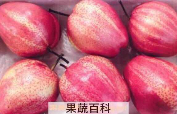 早酥红梨的营养价值及功效