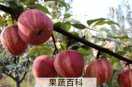 早酥红梨的营养价值及功效