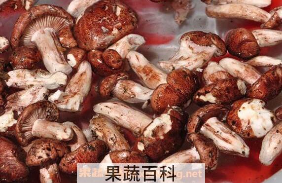青杠菌的功效与作用 青杠菌的食用方法