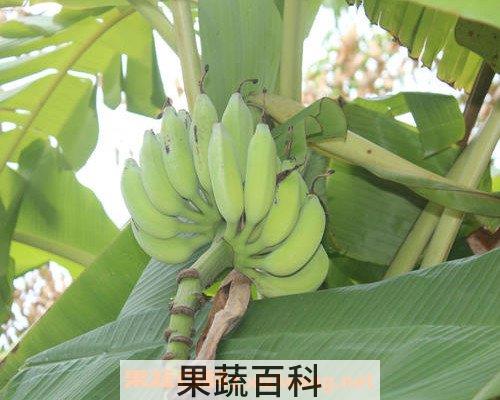 芭蕉青
