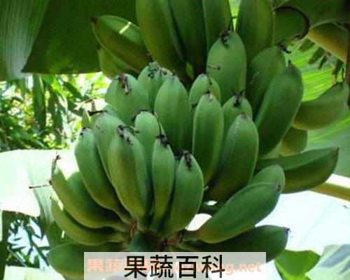 芭蕉青