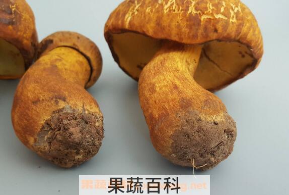 黄牛肝菌的功效与作用