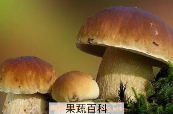 黄牛肝菌的功效与作用