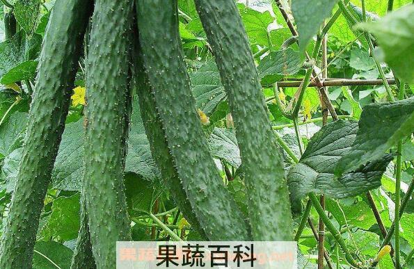 青瓜和黄瓜有什么区别 吃青瓜的好处