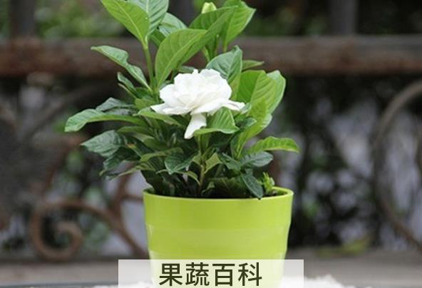 果蔬百科栀子花的功效与作用