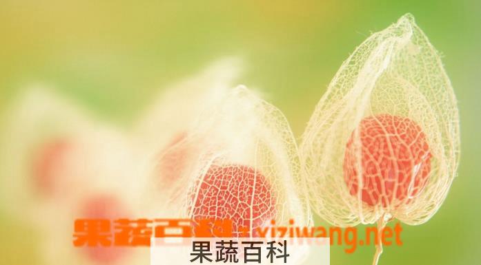 果蔬百科酸浆的功效与作用