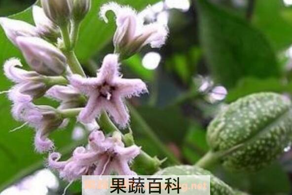 奶浆花的功效和作用