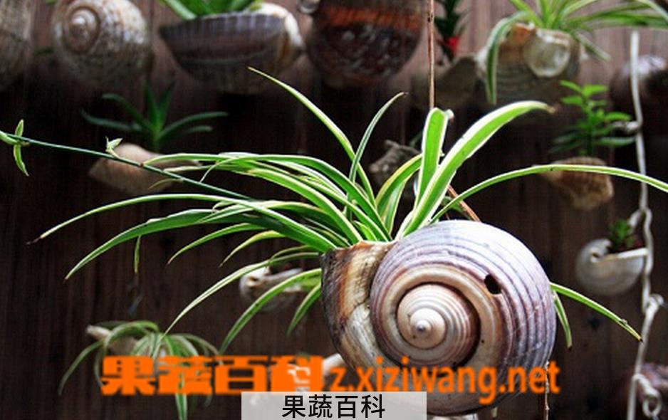 果蔬百科千年木的水培养殖方法