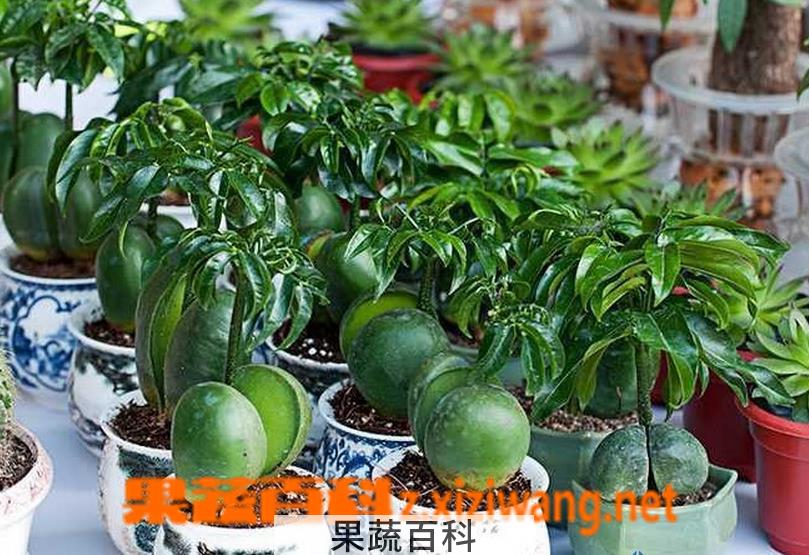 果蔬百科元宝树的养殖方法