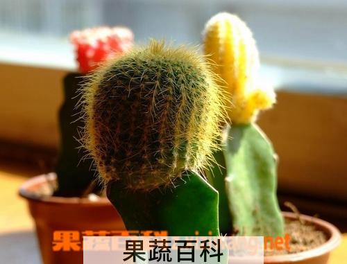果蔬百科仙人掌浇水浇在根部还是叶子上