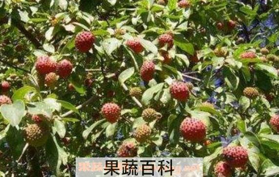 石枣子怎么吃 石枣子的食用方法
