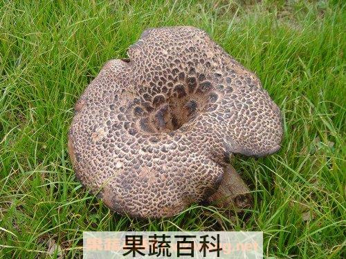 虎掌菌