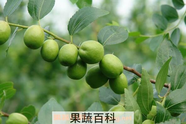石枣子的功效与作用及副作用