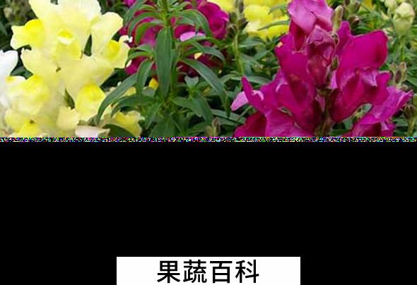 果蔬百科金鱼草养殖的注意事项